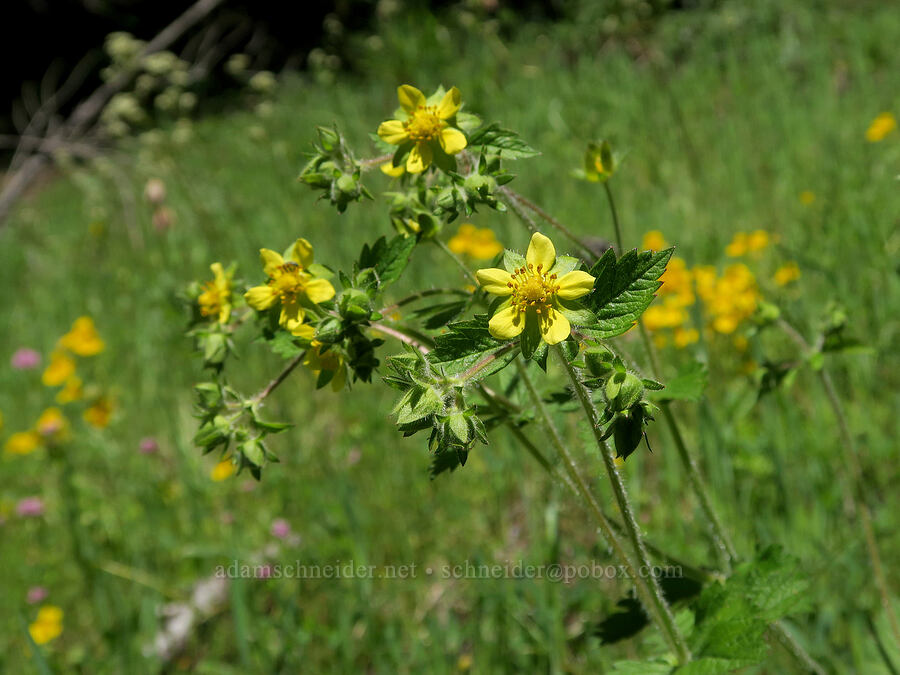 sticky cinquefoil (Drymocallis glandulosa) [Alpine Trail, Willamette National Forest, Lane County, Oregon]