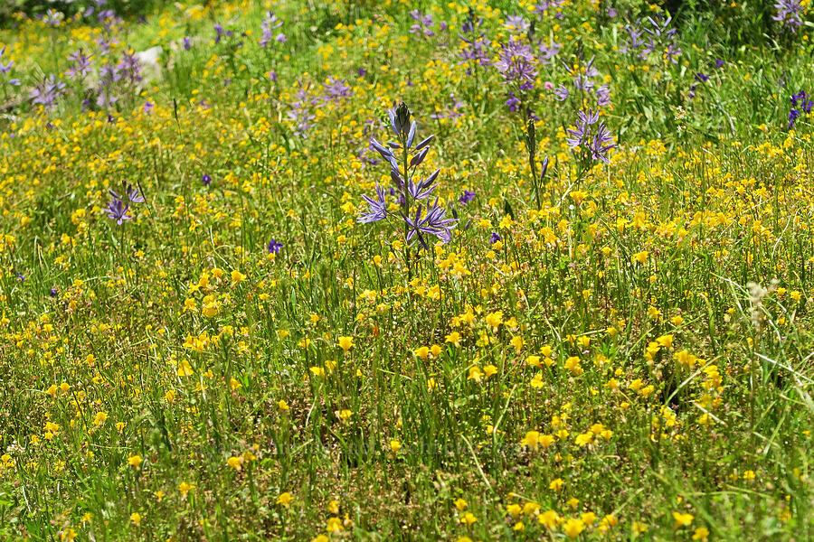 camas & monkeyflower (Camassia leichtlinii ssp. suksdorfii, Erythranthe sp. (Mimulus sp.)) [Alpine Trail, Willamette National Forest, Lane County, Oregon]