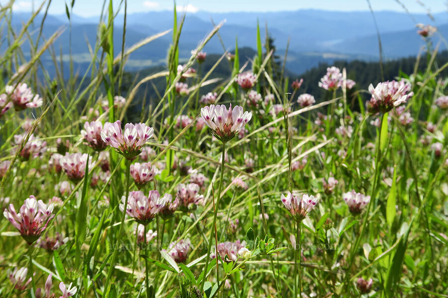 tomcat clover (Trifolium willdenovii) [Alpine Trail, Willamette National Forest, Lane County, Oregon]