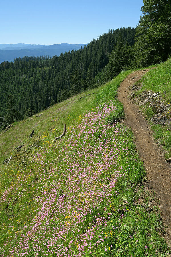 rosy plectritis & monkeyflowers (Plectritis congesta, Erythranthe sp. (Mimulus sp.)) [Alpine Trail, Willamette National Forest, Lane County, Oregon]