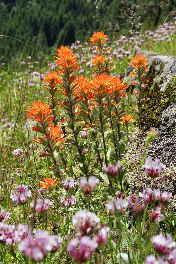 harsh paintbrush & tomcat clover (Castilleja hispida, Trifolium willdenovii) [Alpine Trail, Willamette National Forest, Lane County, Oregon]