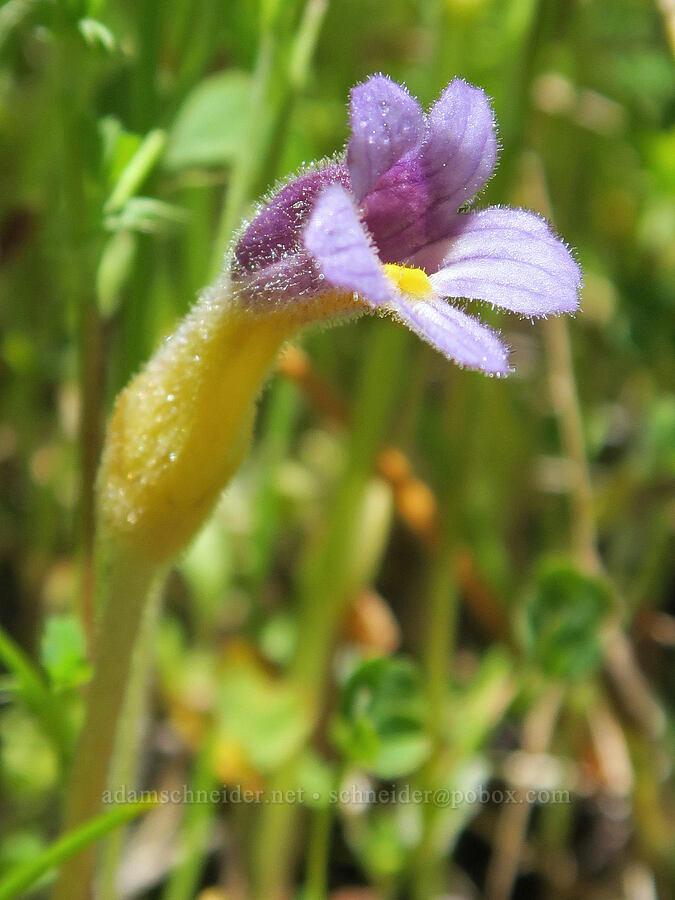 naked broomrpe (Aphyllon purpureum (Orobanche uniflora)) [Alpine Trail, Willamette National Forest, Lane County, Oregon]
