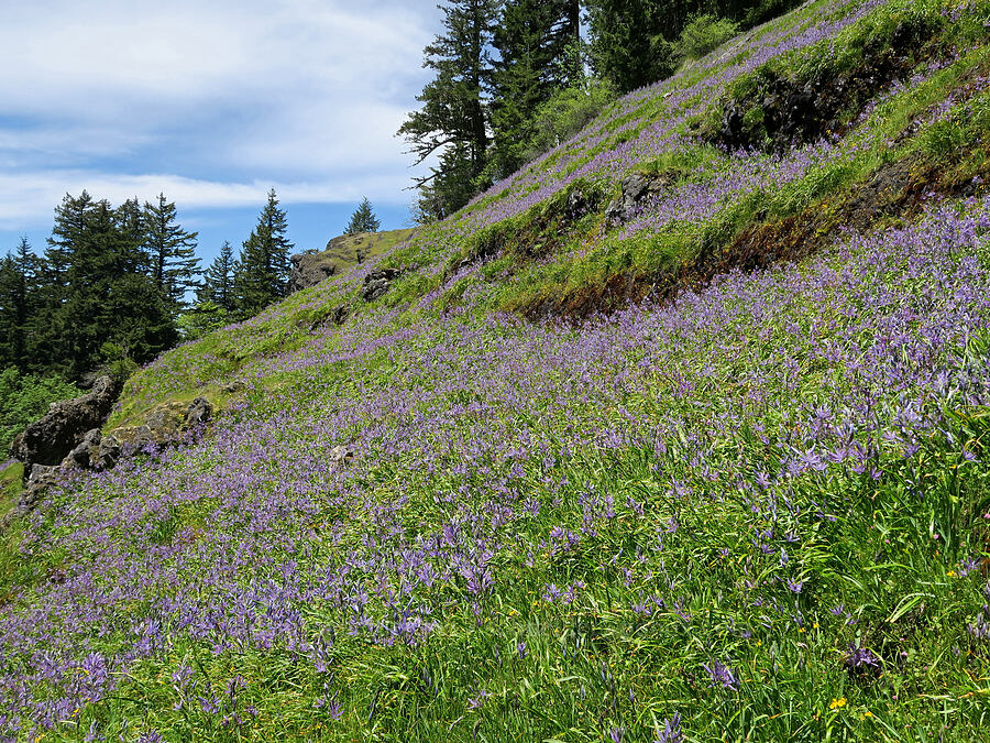 camas (Camassia leichtlinii ssp. suksdorfii) [Tire Mountain's east ridge, Willamette National Forest, Lane County, Oregon]