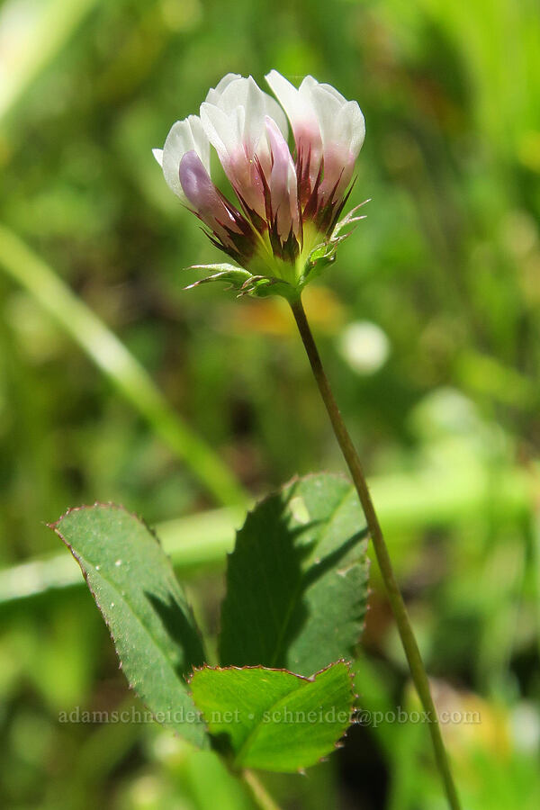 white-tip clover (Trifolium variegatum) [Tire Mountain's east ridge, Willamette National Forest, Lane County, Oregon]