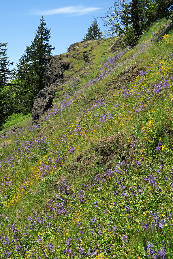 camas & monkeyflower (Camassia leichtlinii ssp. suksdorfii, Erythranthe sp. (Mimulus sp.)) [Tire Mountain's east ridge, Willamette National Forest, Lane County, Oregon]