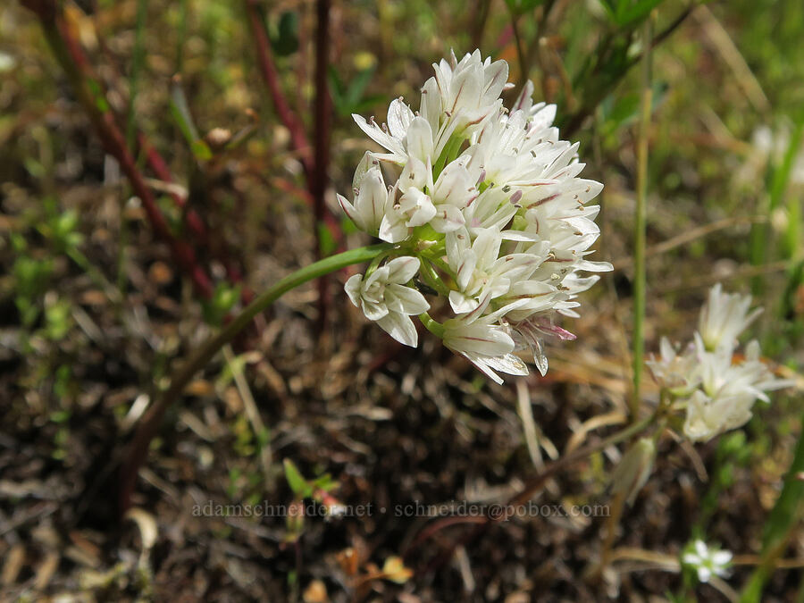 Olympic onions (Allium crenulatum) [Tire Mountain's east ridge, Willamette National Forest, Lane County, Oregon]