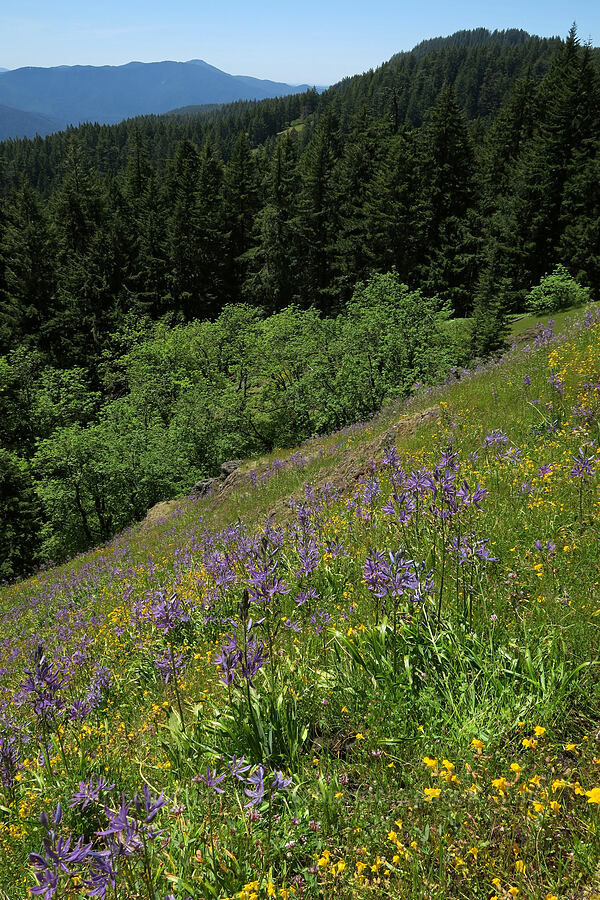 camas & monkeyflower (Camassia leichtlinii ssp. suksdorfii, Erythranthe sp. (Mimulus sp.)) [Tire Mountain's east ridge, Willamette National Forest, Lane County, Oregon]