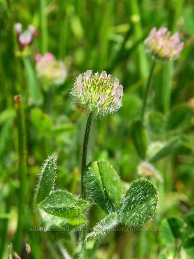 small-head clover (Trifolium microcephalum) [Tire Mountain's east ridge, Willamette National Forest, Lane County, Oregon]