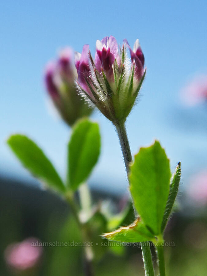 branched Indian clover (Trifolium dichotomum (Trifolium albopurpureum var. dichotomum)) [Tire Mountain's east ridge, Willamette National Forest, Lane County, Oregon]