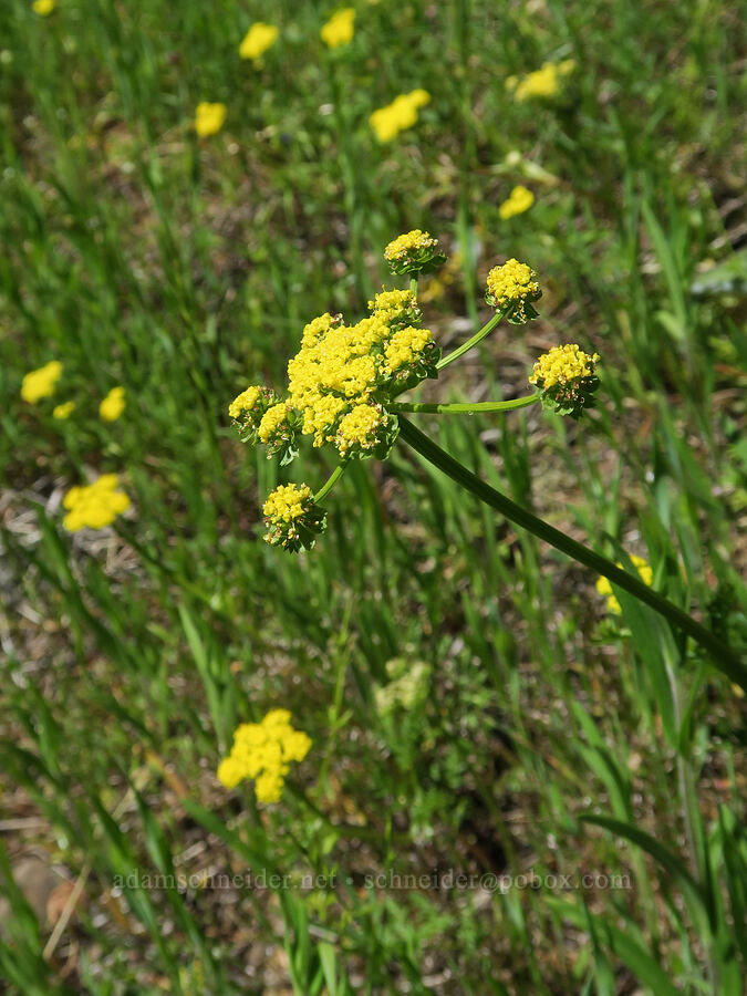 spring-gold desert parsley (Lomatium utriculatum) [Tire Mountain's east ridge, Willamette National Forest, Lane County, Oregon]