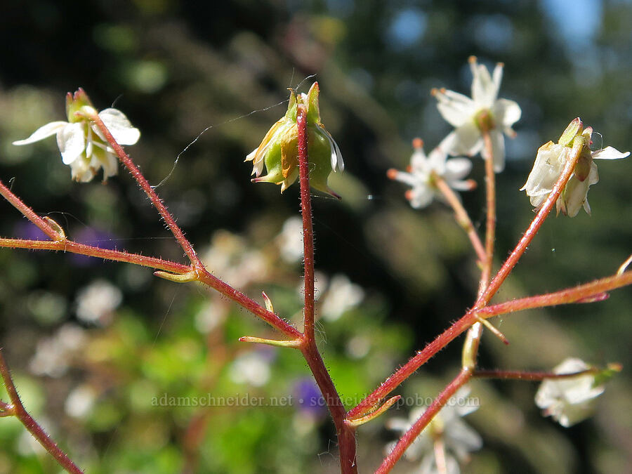 Mertens' saxifrage, flowering & fruiting (Saxifraga mertensiana) [Tire Mountain's east ridge, Willamette National Forest, Lane County, Oregon]