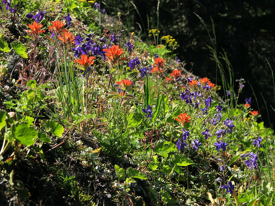 paintbrush & larkspur (Castilleja hispida, Delphinium menziesii) [Tire Mountain's east ridge, Willamette National Forest, Lane County, Oregon]