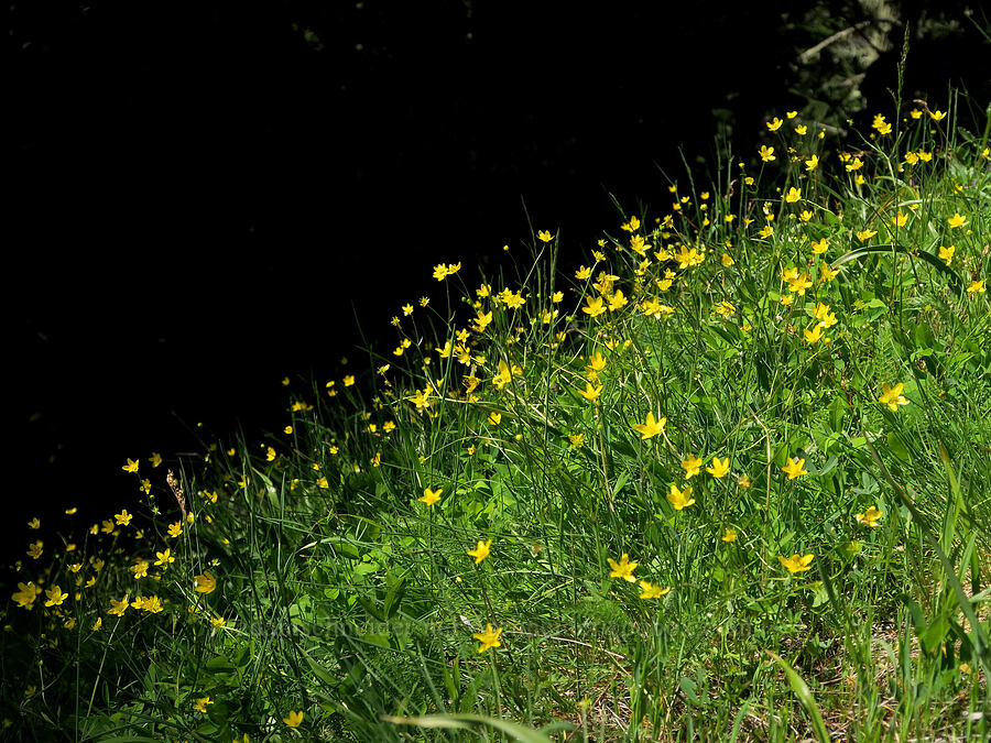western buttercups (Ranunculus occidentalis) [Tire Mountain's east ridge, Willamette National Forest, Lane County, Oregon]