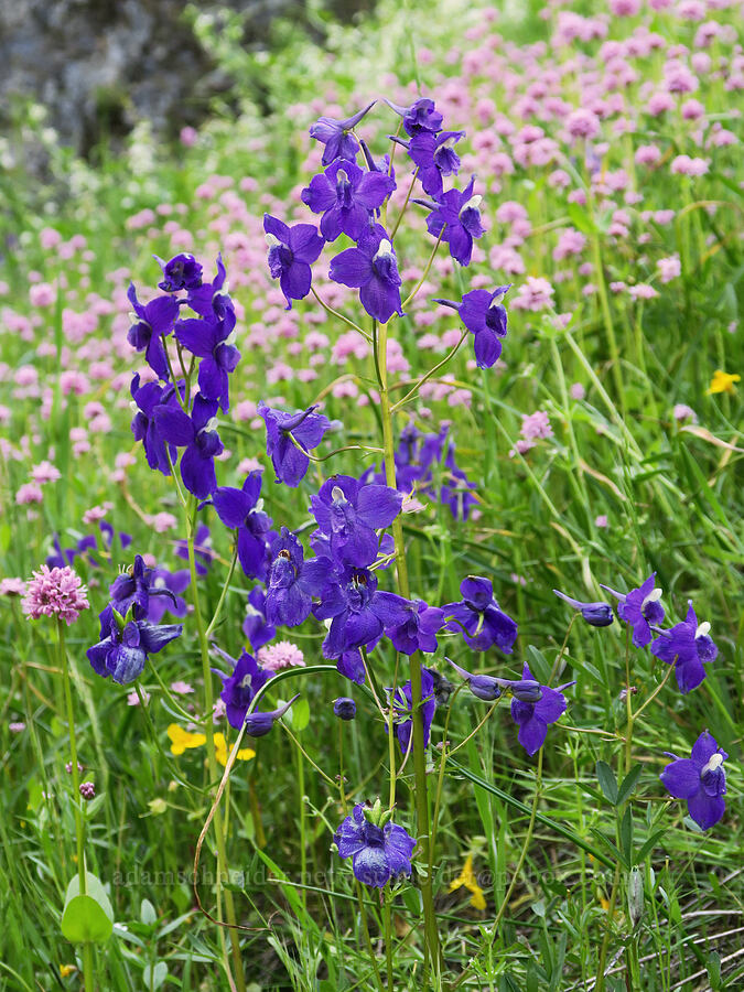 Menzies' larkspur (Delphinium menziesii) [Tire Mountain Trail, Willamette National Forest, Lane County, Oregon]