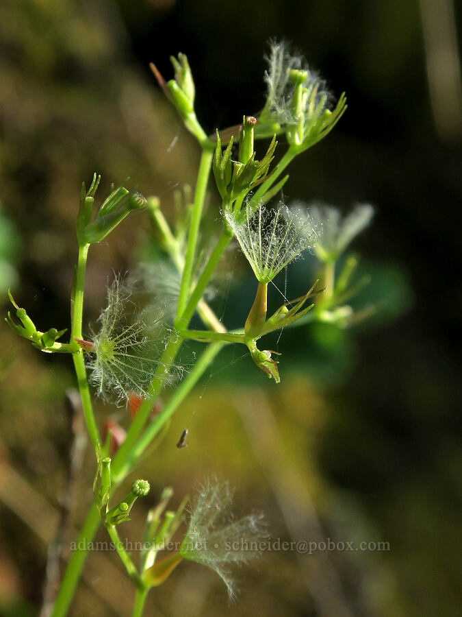 Scouler's valerian seeds (Valeriana scouleri (Valeriana sitchensis ssp. scouleri)) [Westfir-Oakridge Road, Lane County, Oregon]
