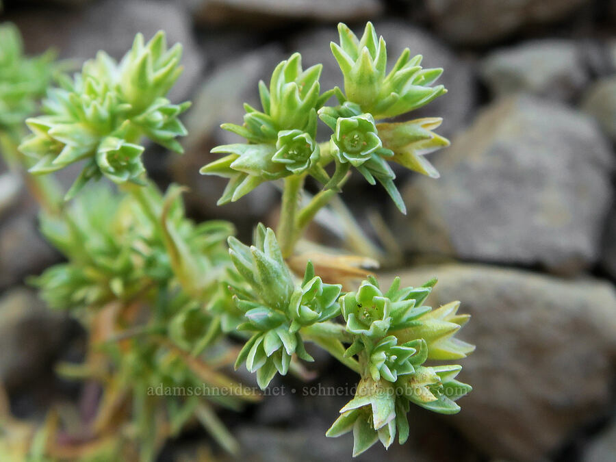 German knotgrass (knawel) (Scleranthus annuus) [Angora Peak Trail, Clatsop County, Oregon]