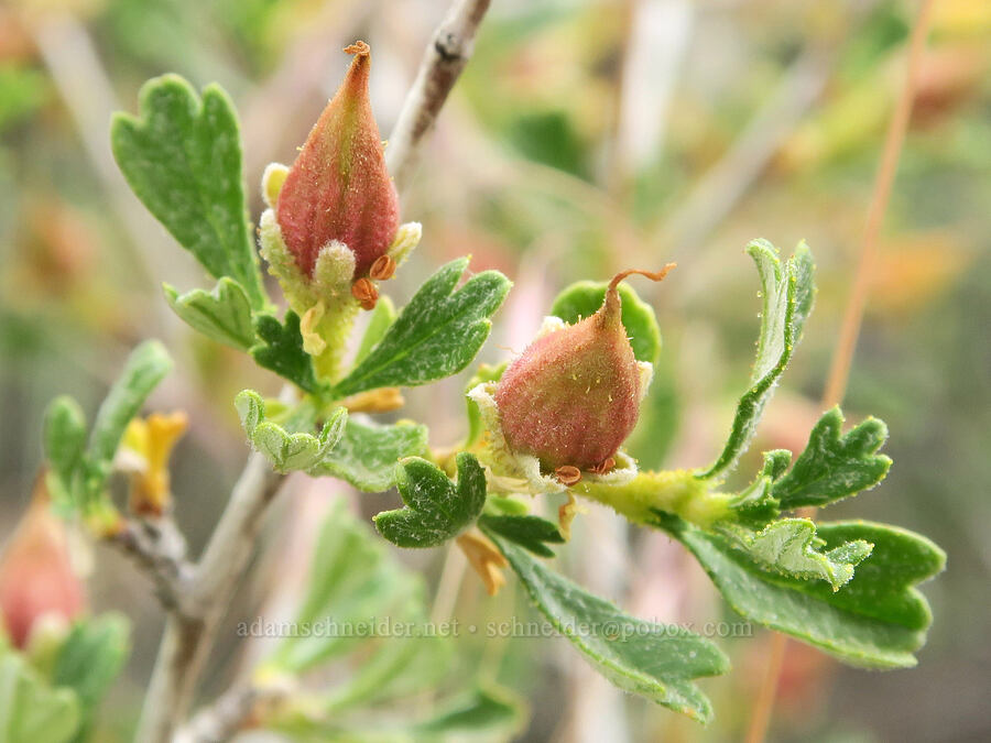 bitter-brush fruits (Purshia tridentata) [Fort Rock State Natural Area, Lake County, Oregon]