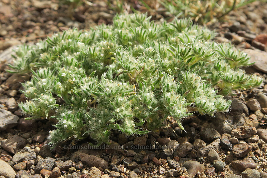 cushion cryptantha (Greeneocharis circumscissa var. circumscissa (Cryptantha circumscissa var. circumscissa)) [Fort Rock State Natural Area, Lake County, Oregon]
