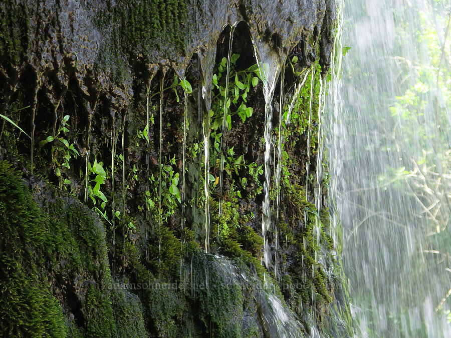 water behind a waterfall [DeGarmo Canyon, Hart Mountain National Antelope Refuge, Lake County, Oregon]