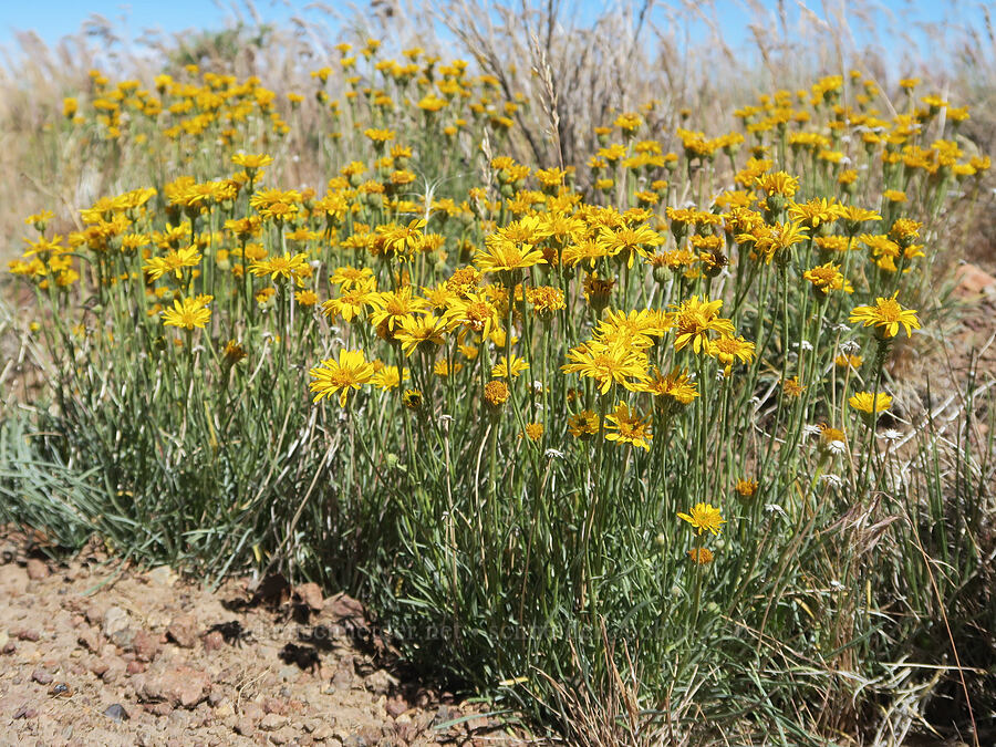 desert yellow fleabane (Erigeron linearis) [Blue Sky Road, Hart Mountain National Antelope Refuge, Lake County, Oregon]