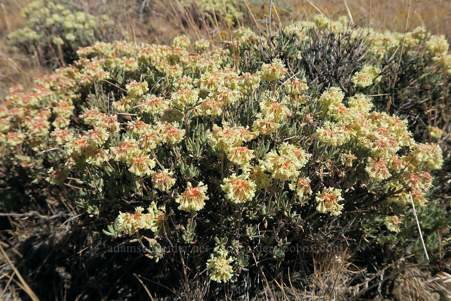 halimium wild buckwheat (Eriogonum sphaerocephalum var. halimioides) [Blue Sky Road, Hart Mountain National Antelope Refuge, Lake County, Oregon]