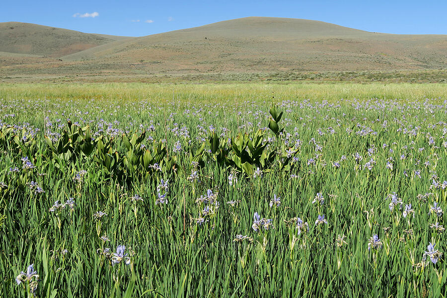 irises & corn lilies (Iris missouriensis, Veratrum californicum) [Post Meadows, Hart Mountain National Antelope Refuge, Lake County, Oregon]