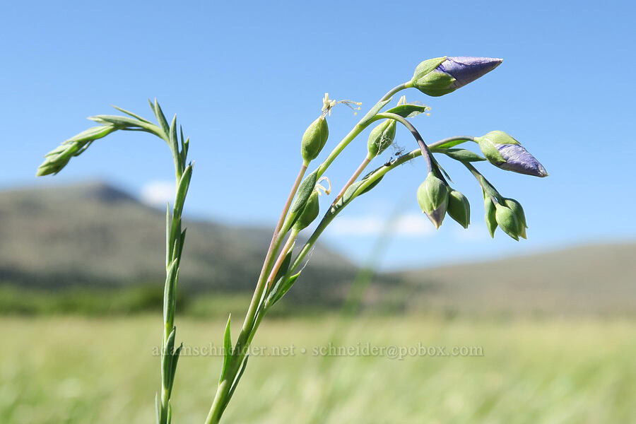 blue flax, budding (Linum lewisii (Linum perenne var. lewisii)) [Post Meadows, Hart Mountain National Antelope Refuge, Lake County, Oregon]