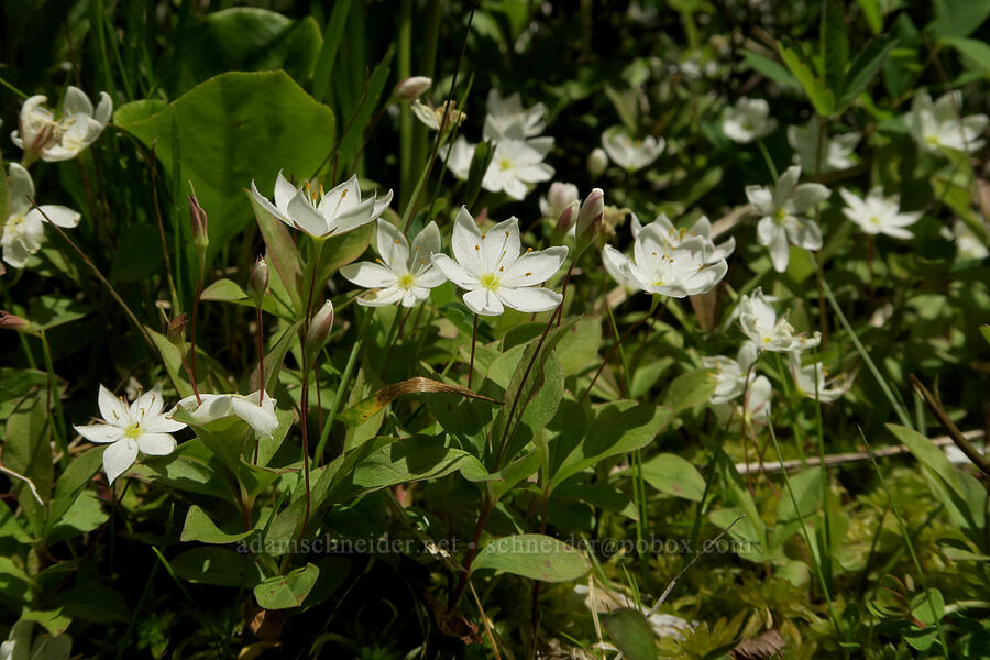 arctic starflowers (Lysimachia europaea ssp. arctica (Trientalis arctica)) [Multorpor Fen, Mt. Hood National Forest, Clackamas County, Oregon]