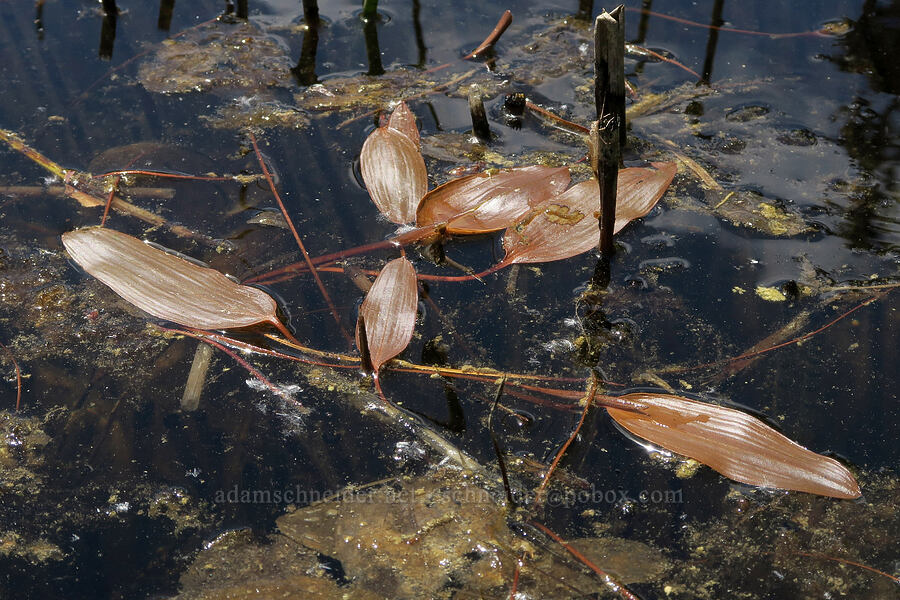pondweed (Potamogeton sp.) [Multorpor Fen, Mt. Hood National Forest, Clackamas County, Oregon]