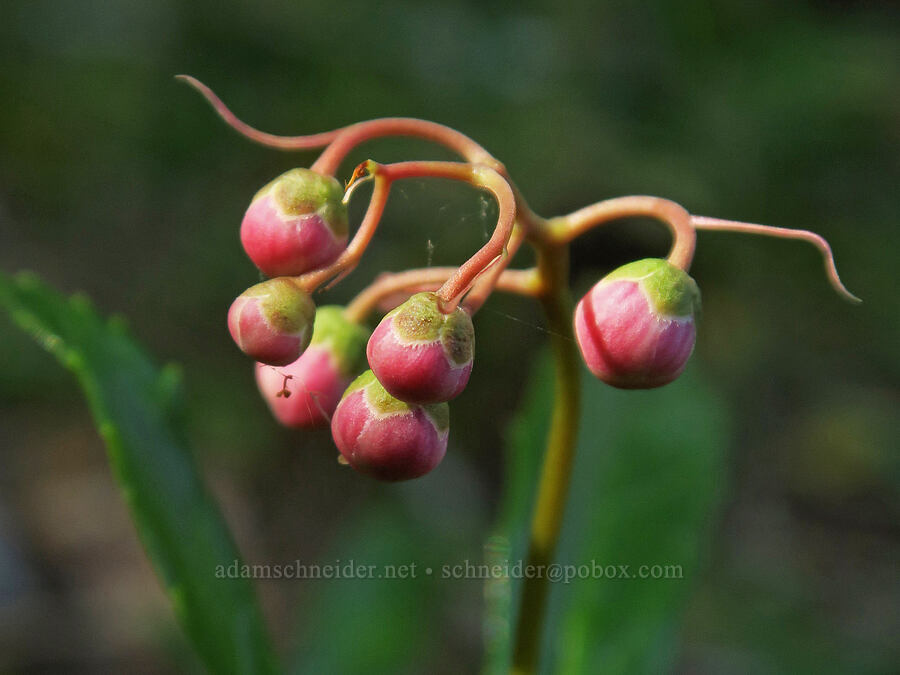 pipsissewa, budding (Chimaphila umbellata) [Parish Lake Trail, Willamette National Forest, Linn County, Oregon]