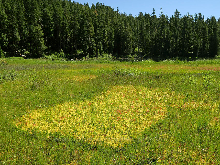 bog patchwork [Parish Lake, Willamette National Forest, Linn County, Oregon]
