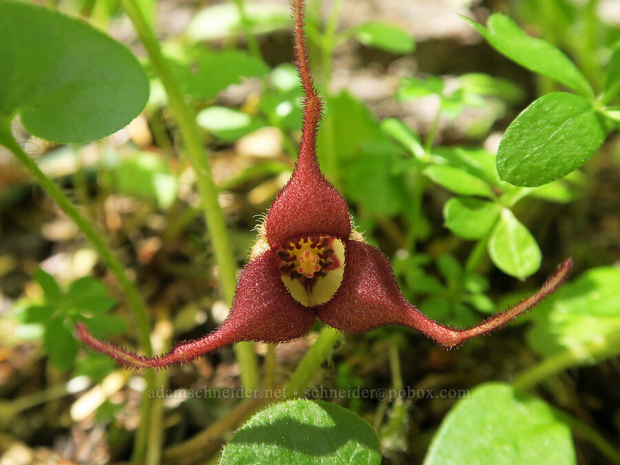wild ginger flower (Asarum caudatum) [Pyramids Trail, Willamette National Forest, Linn County, Oregon]
