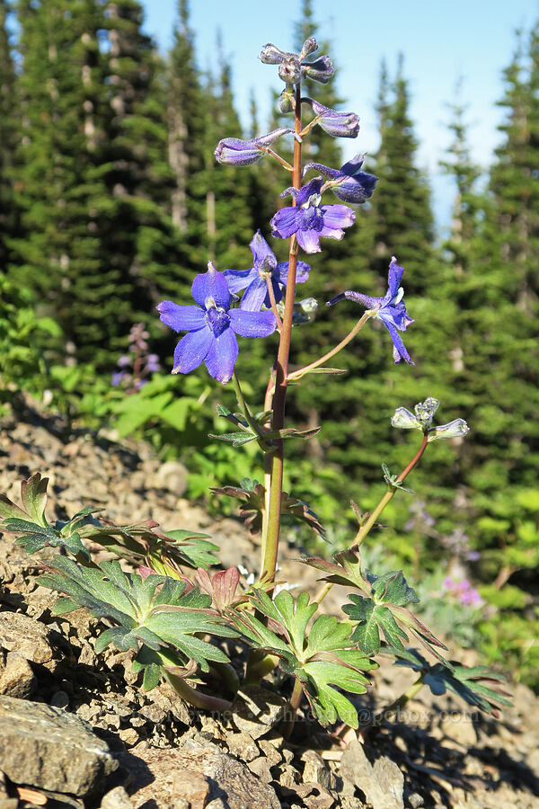 Olympic/rockslide larkspur (Delphinium glareosum) [Silver Lake Trail, Buckhorn Wilderness, Jefferson County, Washington]