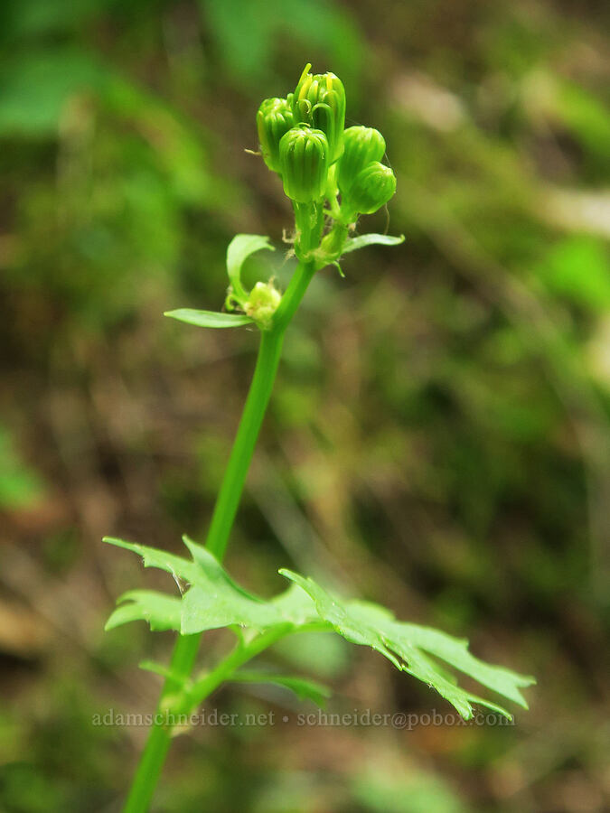 Bolander's/Harford's ragwort (Packera bolanderi var. harfordii (Senecio bolanderi)) [Pacific Crest Trail, Gifford Pinchot National Forest, Skamania County, Washington]