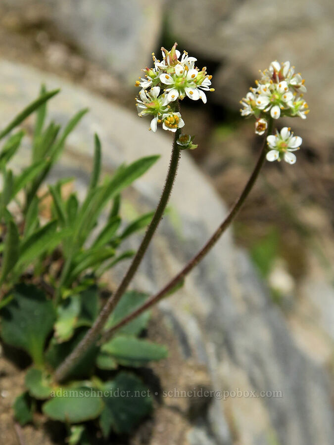 western saxifrage (Micranthes occidentalis (Saxifraga occidentalis)) [Pacific Crest Trail, Okanogan-Wenatchee National Forest, Okanogan County, Washington]