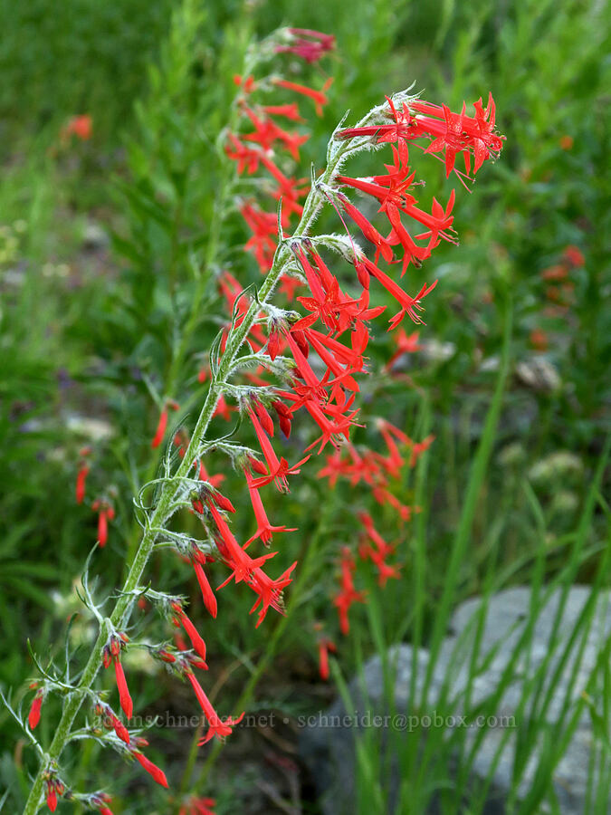 scarlet gilia (Ipomopsis aggregata) [Forest Road 5400, Okanogan-Wenatchee National Forest, Okanogan County, Washington]