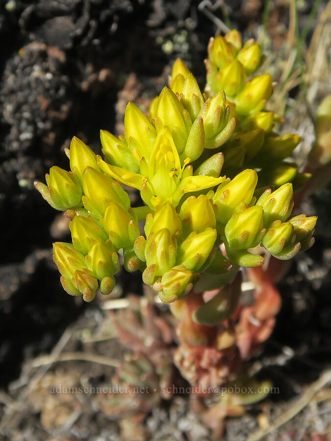 lance-leaf stonecrop (Sedum lanceolatum) [Twelvemile Peak, Fremont-Winema National Forest, Lake County, Oregon]