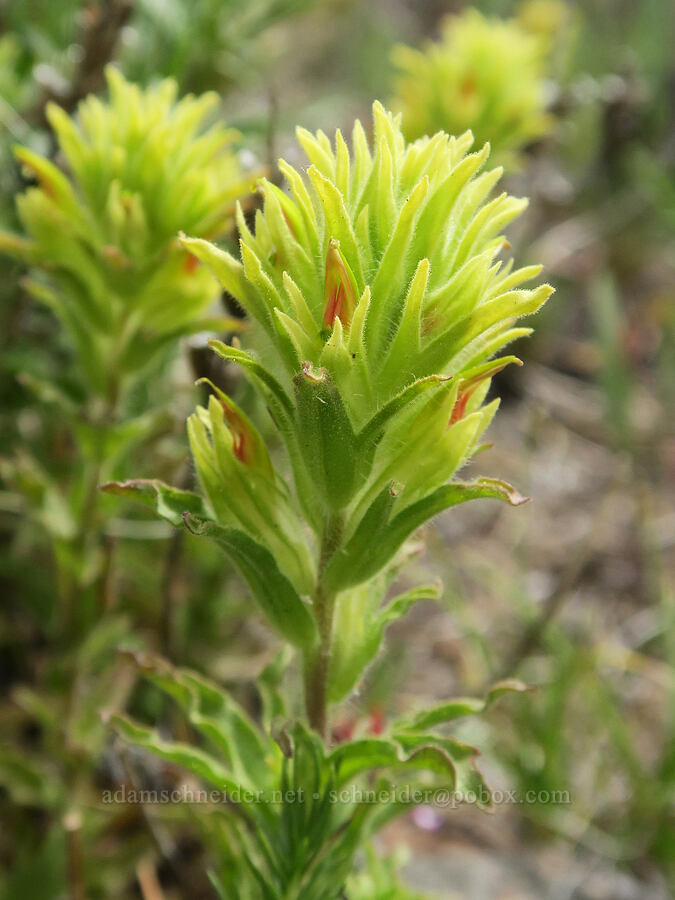 green-tinged paintbrush (Castilleja chlorotica) [Hager Mountain Trail, Fremont-Winema National Forest, Lake County, Oregon]