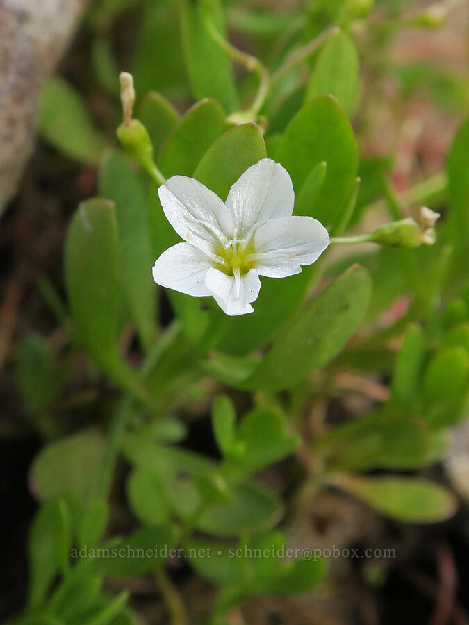 water montia (Montia chamissoi (Claytonia chamissoi)) [Forest Road 3012, Fremont-Winema National Forest, Lake County, Oregon]