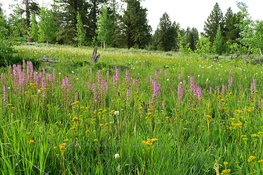 elephant's-heads & ragwort (Pedicularis groenlandica, Senecio hydrophiloides (Senecio foetidus)) [Forest Road 2901-034, Fremont-Winema National Forest, Lake County, Oregon]