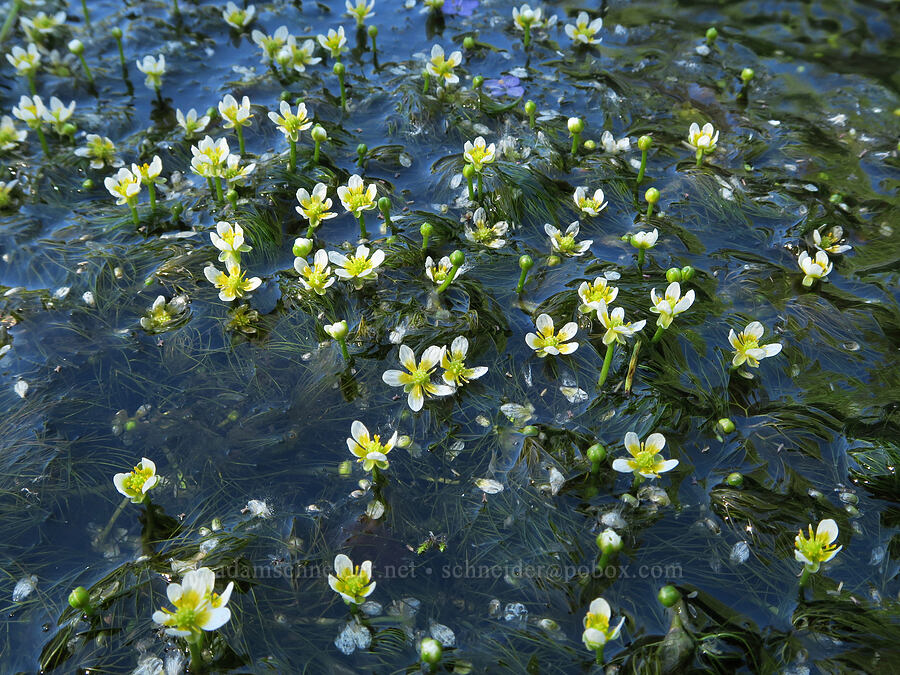 white water buttercups (Ranunculus aquatilis var. diffusus (Ranunculus trichophyllus)) [Forest Road 29, Fremont-Winema National Forest, Lake County, Oregon]
