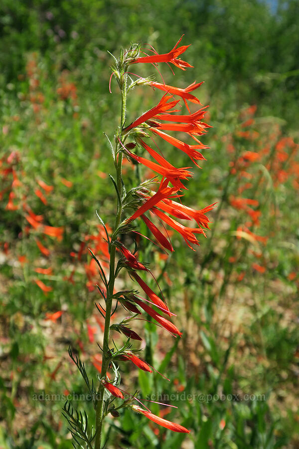 scarlet gilia (Ipomopsis aggregata) [Fairview Peak, Umpqua National Forest, Lane County, Oregon]