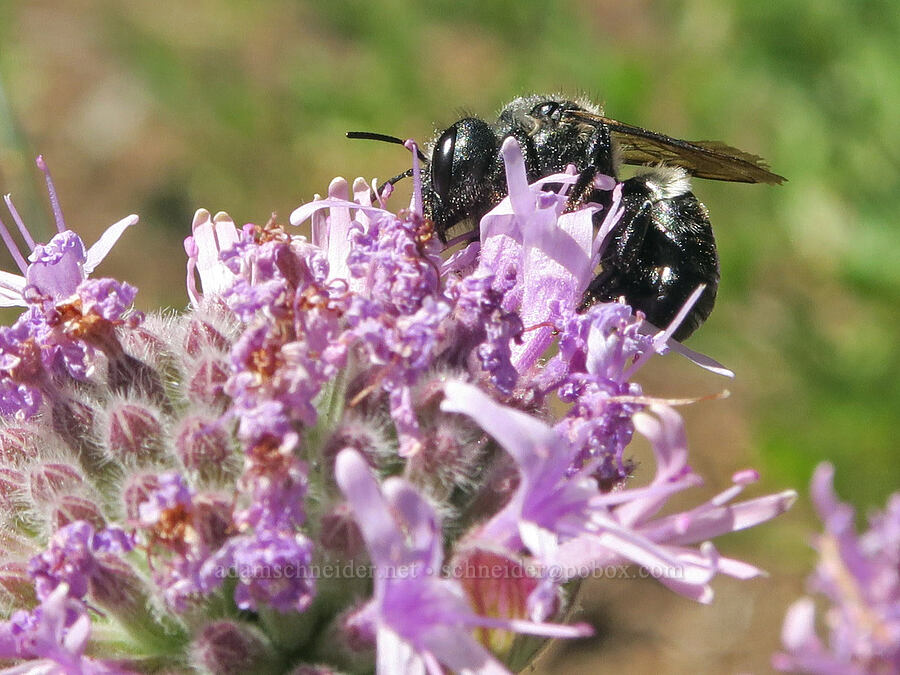 mason bee on coyote-mint (Osmia sp., Monardella odoratissima) [Balm Mountain, Umpqua National Forest, Douglas County, Oregon]