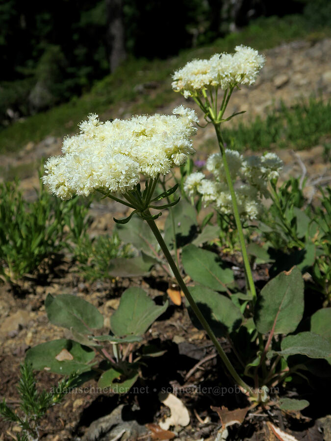 heart-leaf buckwheat (Eriogonum compositum) [Balm Mountain, Umpqua National Forest, Douglas County, Oregon]