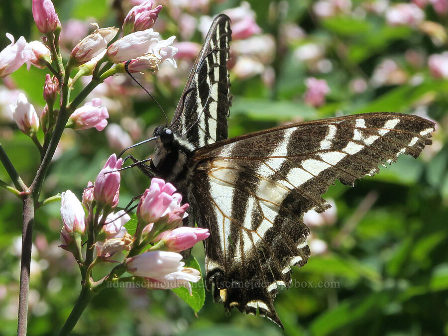 pale tiger swallowtail butterfly on dogbane (Papilio eurymedon, Apocynum androsaemifolium) [Forest Road 3810-236, Umpqua National Forest, Douglas County, Oregon]