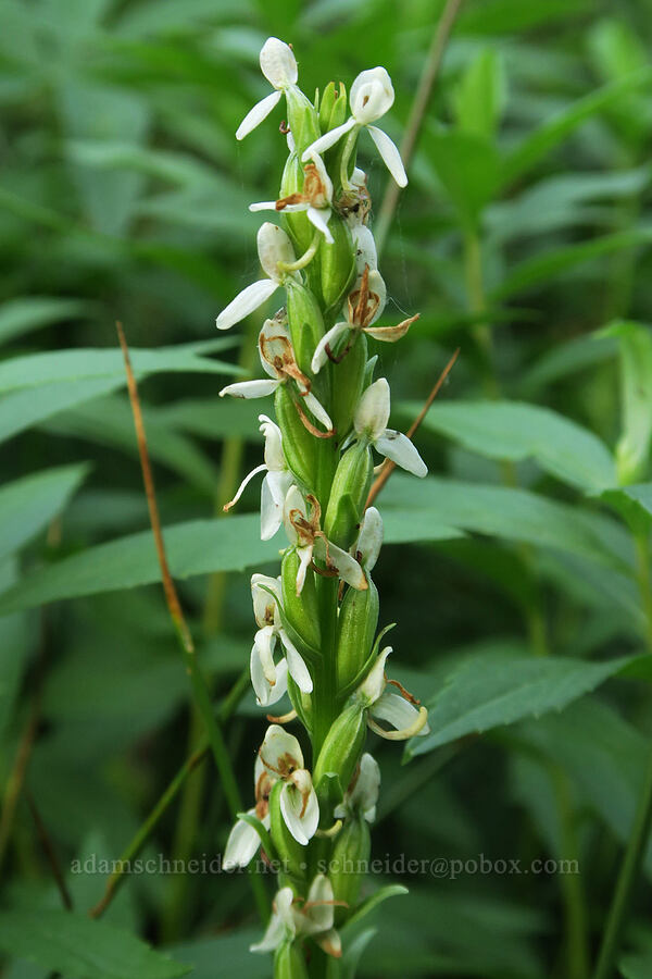 white bog orchid, fading (Platanthera dilatata (Habenaria dilatata)) [Scatter Creek Campground, Okanogan-Wenatchee National Forest, Kittitas County, Washington]
