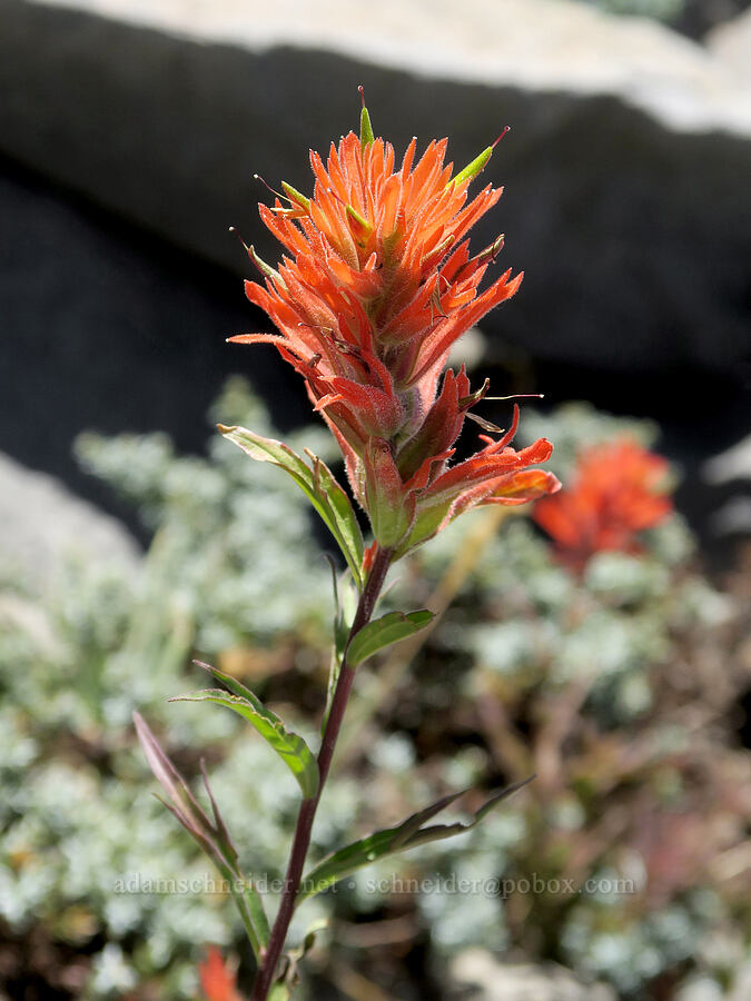 scarlet paintbrush (Castilleja miniata) [Cathedral Ridge, Mt. Hood Wilderness, Clackamas County, Oregon]