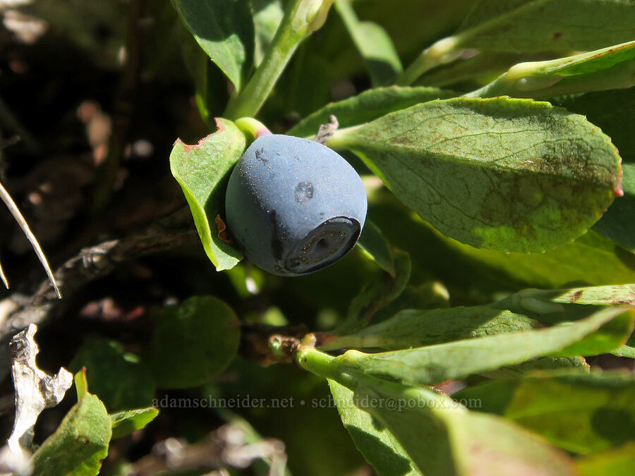 Cascades blueberry (Vaccinium deliciosum) [McNeil Point Trail, Mt. Hood Wilderness, Hood River County, Oregon]