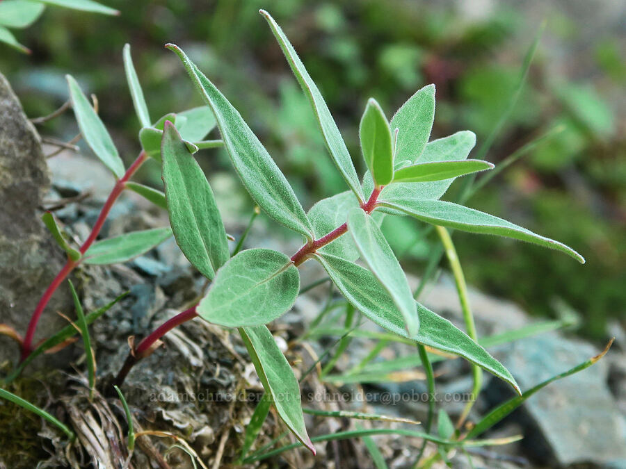 dwarf fireweed leaves (Chamerion latifolium (Chamaenerion latifolium) (Epilobium latifolium)) [Naches Peak, Okanogan-Wenatchee National Forest, Yakima County, Washington]