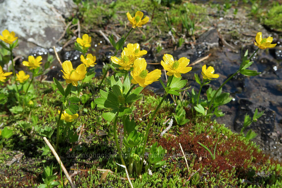 snow buttercups (Ranunculus eschscholtzii) [Naches Peak, William O. Douglas Wilderness, Yakima County, Washington]